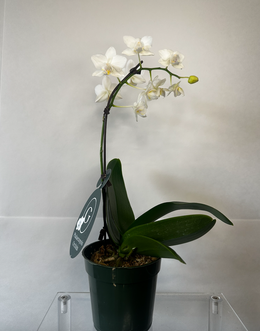 Mini Orchid Plant