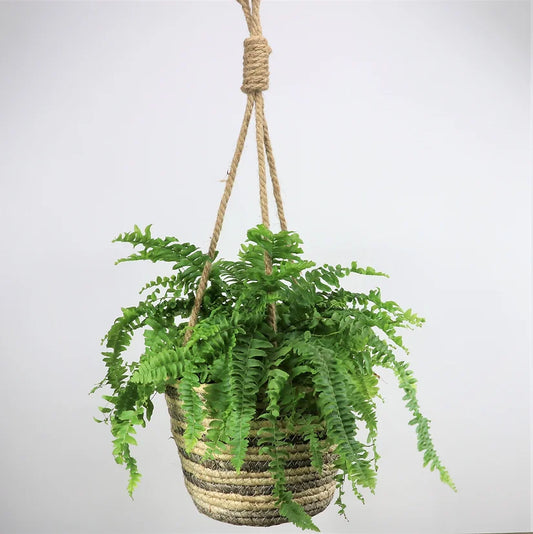 Boston Fern 6"