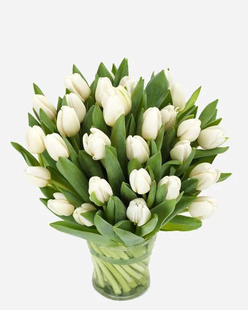 Tulips White